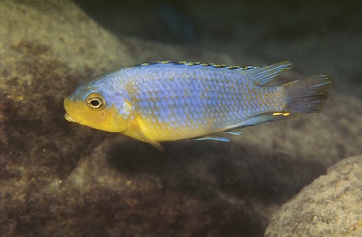 Petrotilapia genalutea 'Chitande Island'